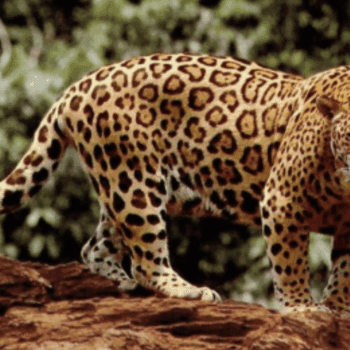Big Cats of the Pantanal – Jaguars with Oncafari